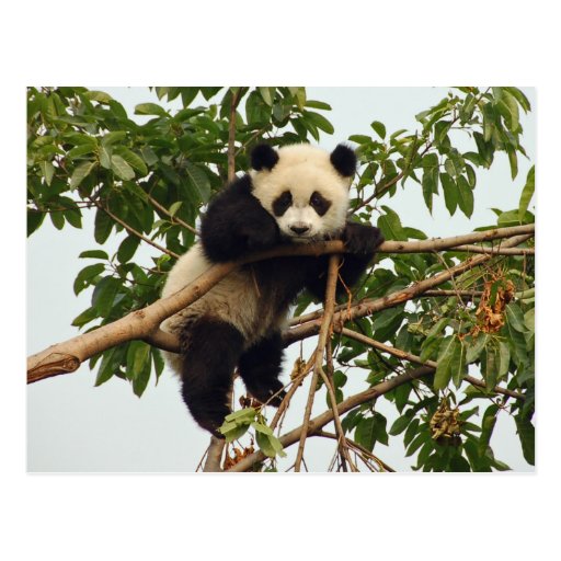 Young giant panda postcard