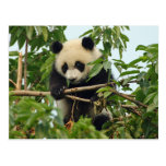 Young giant panda postcard