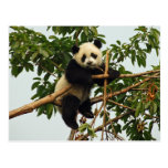 Young giant panda postcard