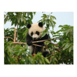 Young giant panda - postcard