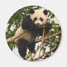 young giant panda refrigerator magnets