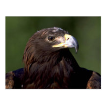 Young golden eagle post cards