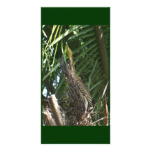 Young Heron in San Blas Mexico Custom Photo Card