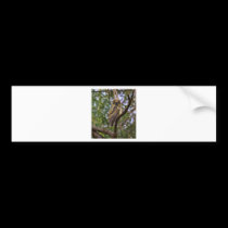 Young Hooter bumper stickers