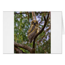 Young Hooter Cards