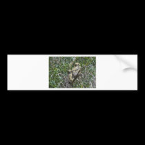 Young Hooters bumper stickers
