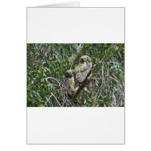 Young Hooters Greeting Card