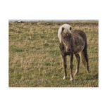 Young horse postcards