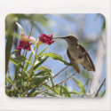 Young Hummingbird Mousepad