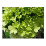 young hydrangea postcards