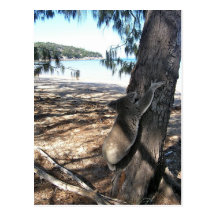 Young Koala, Geoffrey Bay, Magnetic Island Post Card