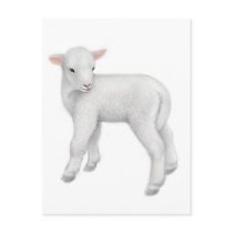 Young Lamb Postcard