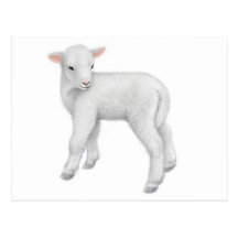 Young Lamb Postcard