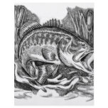 Young Largemouth Bass flyers