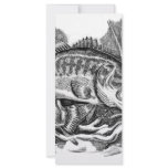 Young Largemouth Bass rack cards