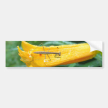 Young Mantis ~ bumper Bumper Sticker