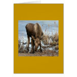 Young moose greeting cards