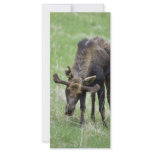 Young moose eating grass rack cards