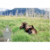 Young moose photo sculpture