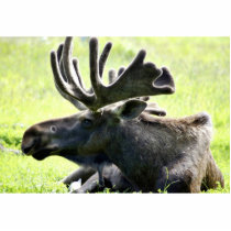 Young moose cut outs