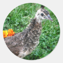 Young peacock Green Grass Orange Flowers Round Stickers