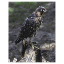 Young Peregrine Falcon Full Color Flyer