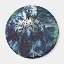 Young Peregrine Fridge Magnet