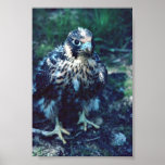 Young Peregrine Poster