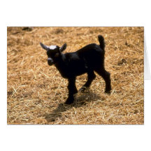 Young Pigmy Goat Greeting Cards