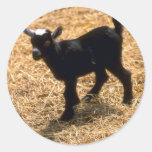 Young Pigmy Goat Stickers
