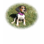 Young Pup t-shirts