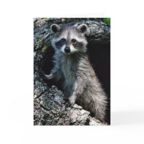 Young Racoon