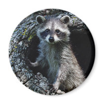 Young Racoon