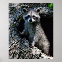 Young Racoon