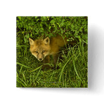 Young Red Fox coming out from hiding in bushes Pin