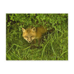 Young Red Fox coming out from hiding in bushes Post Cards