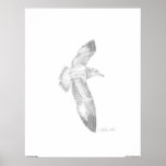 Young Ring-billed Seagull posters