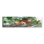 Young robins hungry, open beaks, looking for food bumper stickers