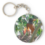 Young robins hungry, open beaks, looking for food keychains