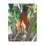Young robins hungry, open beaks, looking for food postcards