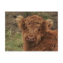 Young Scottish Highlander Postcards