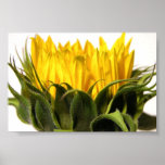 Young Sunflower posters