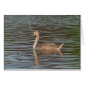 Young Swan Card