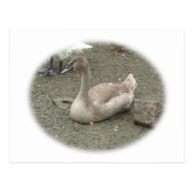 Young Swan ~ postcard