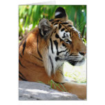 Young Tiger Greeting Cards