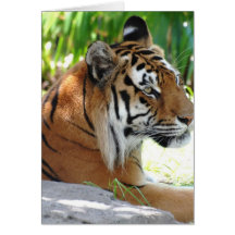 Young Tiger Greeting Cards
