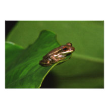 Young Tree Frog. Photo Print