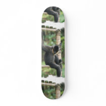 Young White Cheeked Capuchin Monkey Skateboard