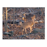 Young Whitetail Deer Series Postcard
