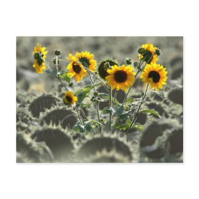 Young Yellow Sunflowers Postcard